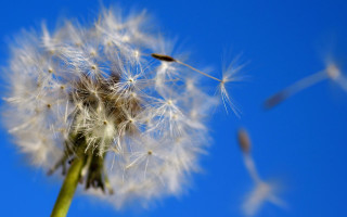 Dandelion blue sky seeds macro - a dandelion free wallpaper