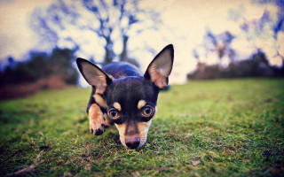Small dog walking grass tongue - its tongue free wallpaper