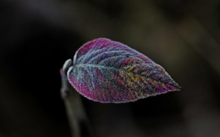 Leaf holography saturated macro background - a close up of a leaf free wallpaper