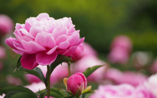 Pink flower green leaves blurry 18 - chang daichien free wallpaper