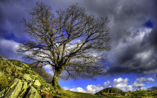 Bare tree hill cloudy sky - bedwyr williams free wallpaper