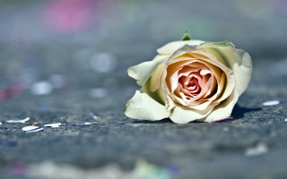 White rose confetti blurry background - single free wallpaper