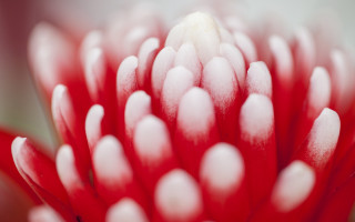 Red flower white tips macro - petal and petals free wallpaper