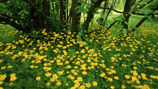 Yellow flower field forest fence - andy goldsworthy free wallpaper