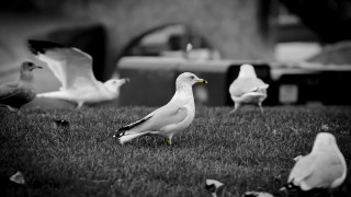 Flock birds grass building car - a lush green field of grass next free wallpaper