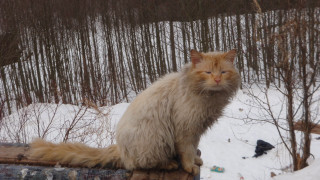 Cat log snow forest bird - neoexpressionism free wallpaper