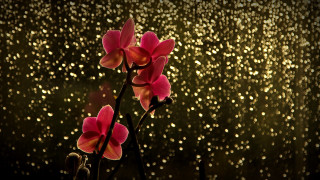 Flower rain droplet window bug - a still life free wallpaper for desktop