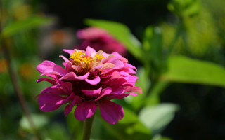 Pink flower garden blurry bokeh 2 - green leaf and flowers free wallpaper