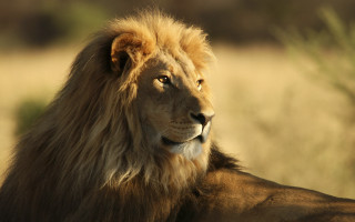 Lion camera focus wildlife naturalism - a blurry background of grass and bushes free wallpaper