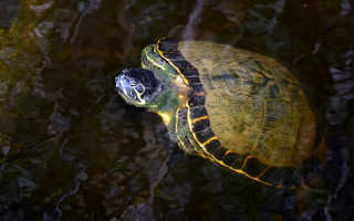 Turtle pond light head impressionist - impressionist free wallpaper