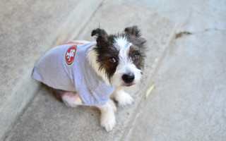 Dog sitting sidewalk looking up - brian chippy dugan free wallpaper