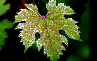 Leaf water droplets forest macro - a leaf free wallpaper