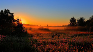 Sunset foggy forest autumn leaves - tree and grass free wallpaper