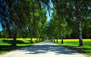 Road trees grass yellowflowers nature - arvid nyholm free wallpaper