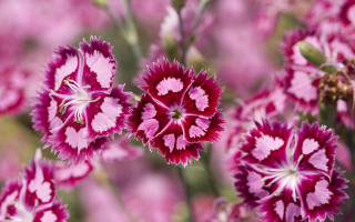 Pink flower blurry background fractals - a close up of a flower free wallpaper