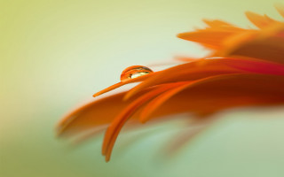 Flower water drop macro green - a green background free wallpaper