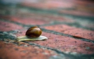 Snail brick yellow leaf macro - a yellow leaf free wallpaper