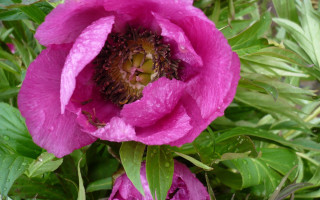 Pink flower green stem water - petal free wallpaper