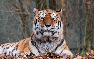 Tiger leaves forest branches blurry 2 - a few branch free wallpaper