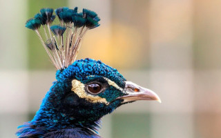Peacock regal headdress feathers blurry - a peacock free wallpaper