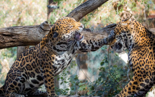 Leopards playing woods biting blurry - sharp claw free wallpaper