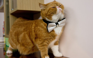 Cat bowtie shelf wall looking - a bow tie free wallpaper