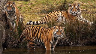Three tigers water tree grass - near free wallpaper for desktop