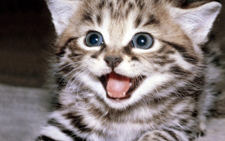 Kitten mouth tongue blue eyes - mouth wide open free wallpaper