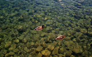 Ducks lake rocks water sun - the water surface free wallpaper