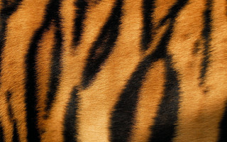 Tiger fur closeup black stripe - a black stripe free wallpaper