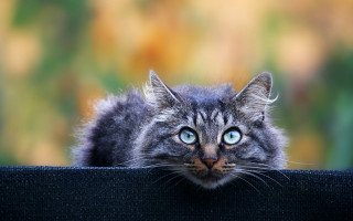 Cat blue eyes starry night - a blurry background of trees and bushes free wallpaper
