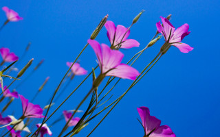 Purple flowers vase summer butterfly - a vase free wallpaper