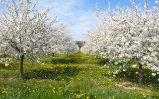 Flower field forest bloom blue - de hirsh margule free wallpaper