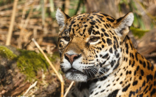 Leopard forest closeup animal photorealistic - the background and grass free wallpaper