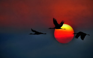 Birds sunset flying moon silhouette - a group of birds free wallpaper