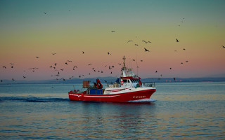Sunset boat birds water dock - rich moody colour free wallpaper