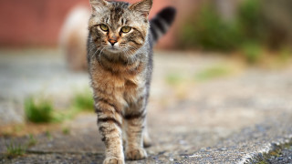 Cat road bokeh tiltshift photorealistic - a cat free wallpaper