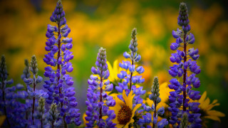 Purple yellow flower blurry macro - the background and a blurry background behind them free wallpaper