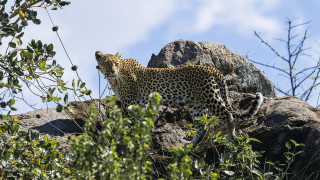 Leopard rock forest branches nature - a leopard free wallpaper
