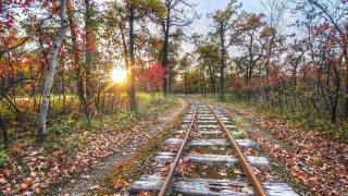 Train forest autumn leaves bare - hdr free wallpaper
