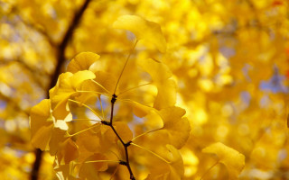 Yellow tree autumn leaves blue - synthetism free wallpaper