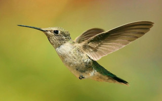 Hummingbird flying wings blurred background - clara miller burd free wallpaper