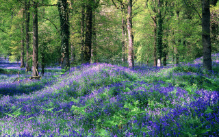 Blue flowers forest impressionist scenery - impressionist free wallpaper