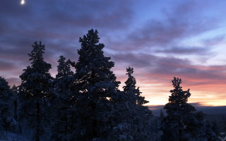 Sunset moon trees snow foreground - covered free wallpaper