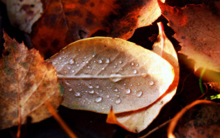 Leaf water droplets autumn macro 3 - a leaf free wallpaper