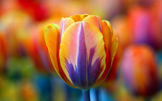 Yellow purple flower macro vivid - the background in the background free wallpaper