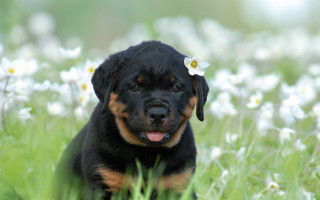 Puppy flower field daisy shiba - a puppy free wallpaper