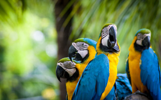 Three parrots colorful branch bokeh - looking free wallpaper