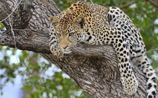 Leopard resting tree branch nature - a leopard free wallpaper
