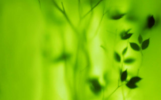 Blurry plant leaves bokeh green - stem free wallpaper